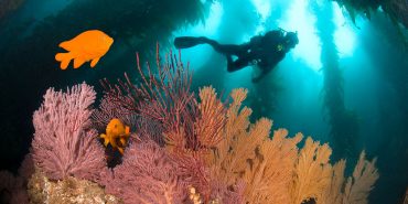 Top Dive Die faszinierensten Unterwasserwelten