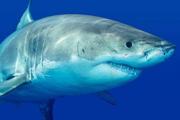 Top Dive Magazin Tierische Gefahren beim Tauchen Hai