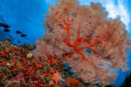 unterwasser Koralle