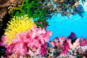 Top Dive Die wunderschöne Vielfalt der Korallenriffe