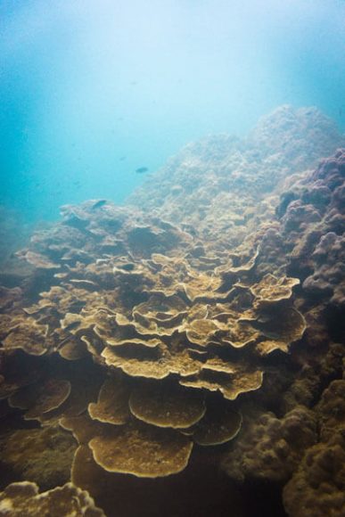Korallenriff bei Ko Pha-ngan	